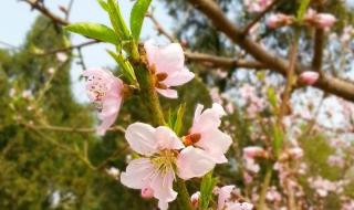 三年级作文桃花300字 三年级作文桃花300字